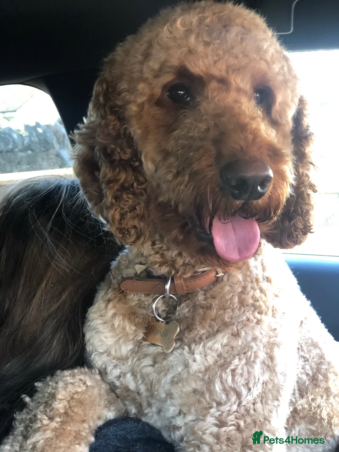 Cockapoo dogs for stud: cockapoo stud  in Aberlour - Advert 8