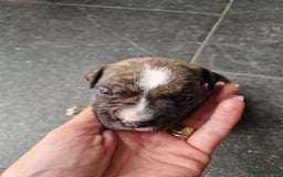Staffordshire Bull Terrier dogs for sale: Staffordshire puppies  - Image 4