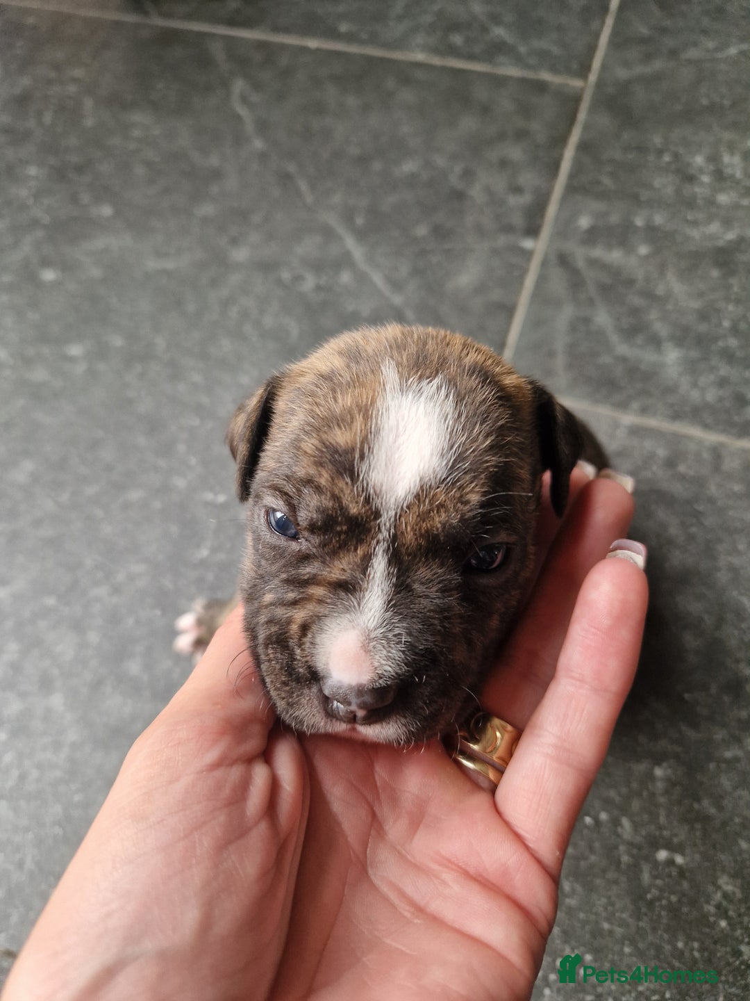 Staffordshire Bull Terrier dogs for sale: Staffordshire puppies  - Image 4