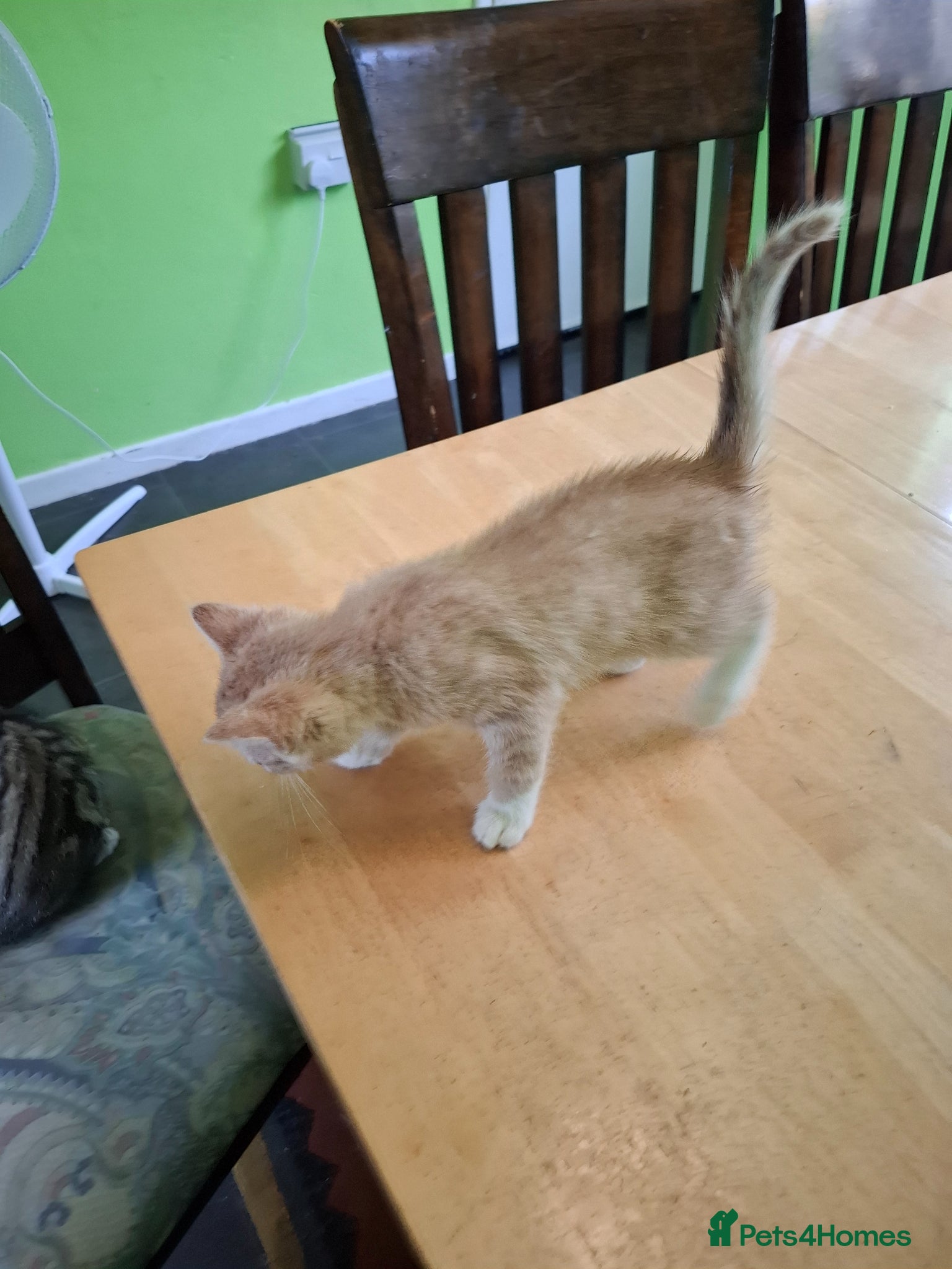 Mixed Breed cats for sale: Six 9 week old Kittens   - Advert 15