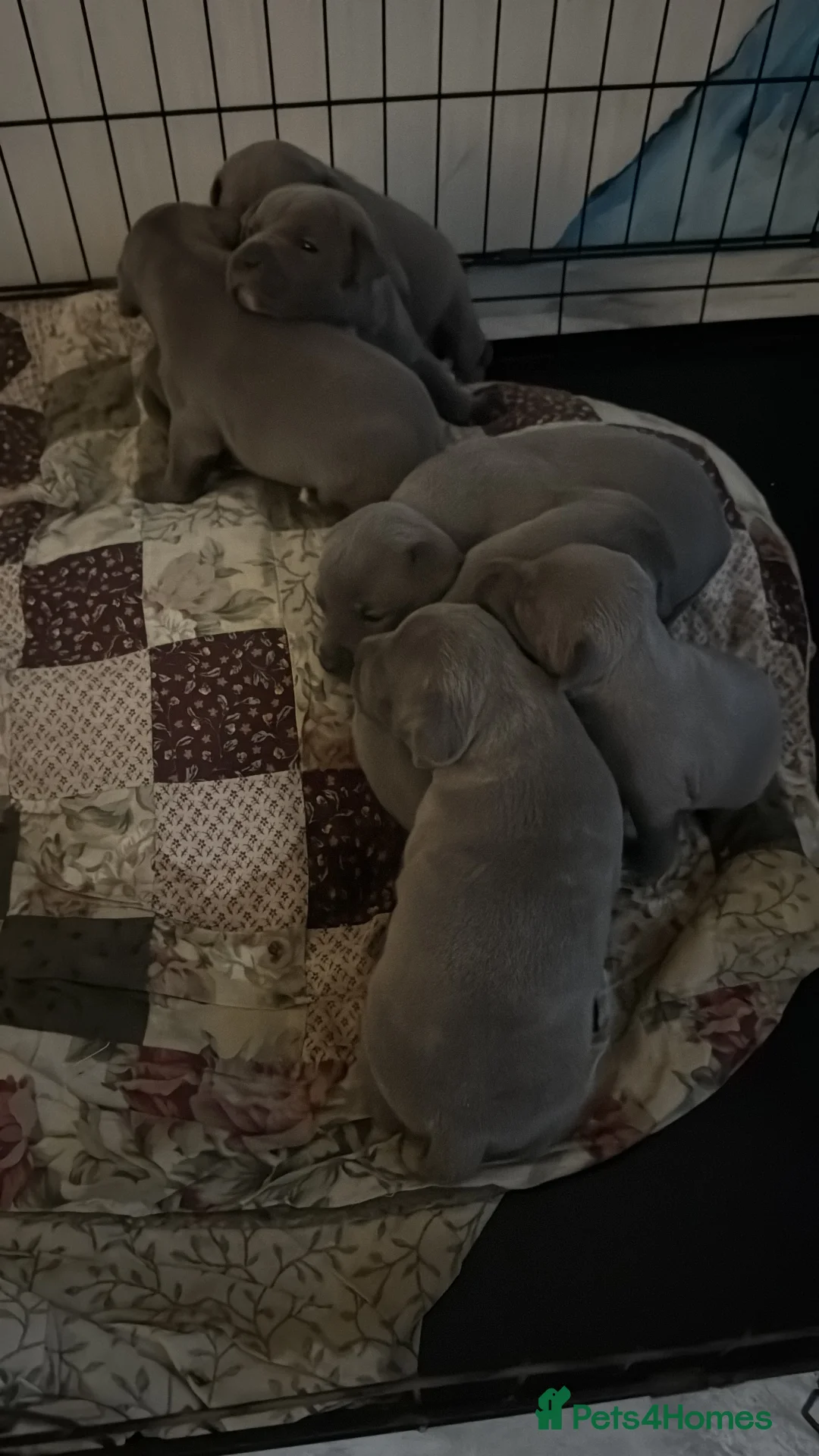 Staffordshire Bull Terrier dogs for sale: 💙 GORGEOUS BLUE STAFFY PUPPIES💙🐾 - Advert 2