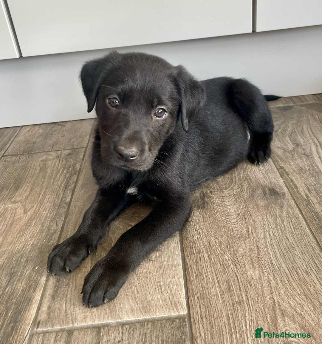 Borador dogs for sale: Borador puppies ready for new homes - Image 3