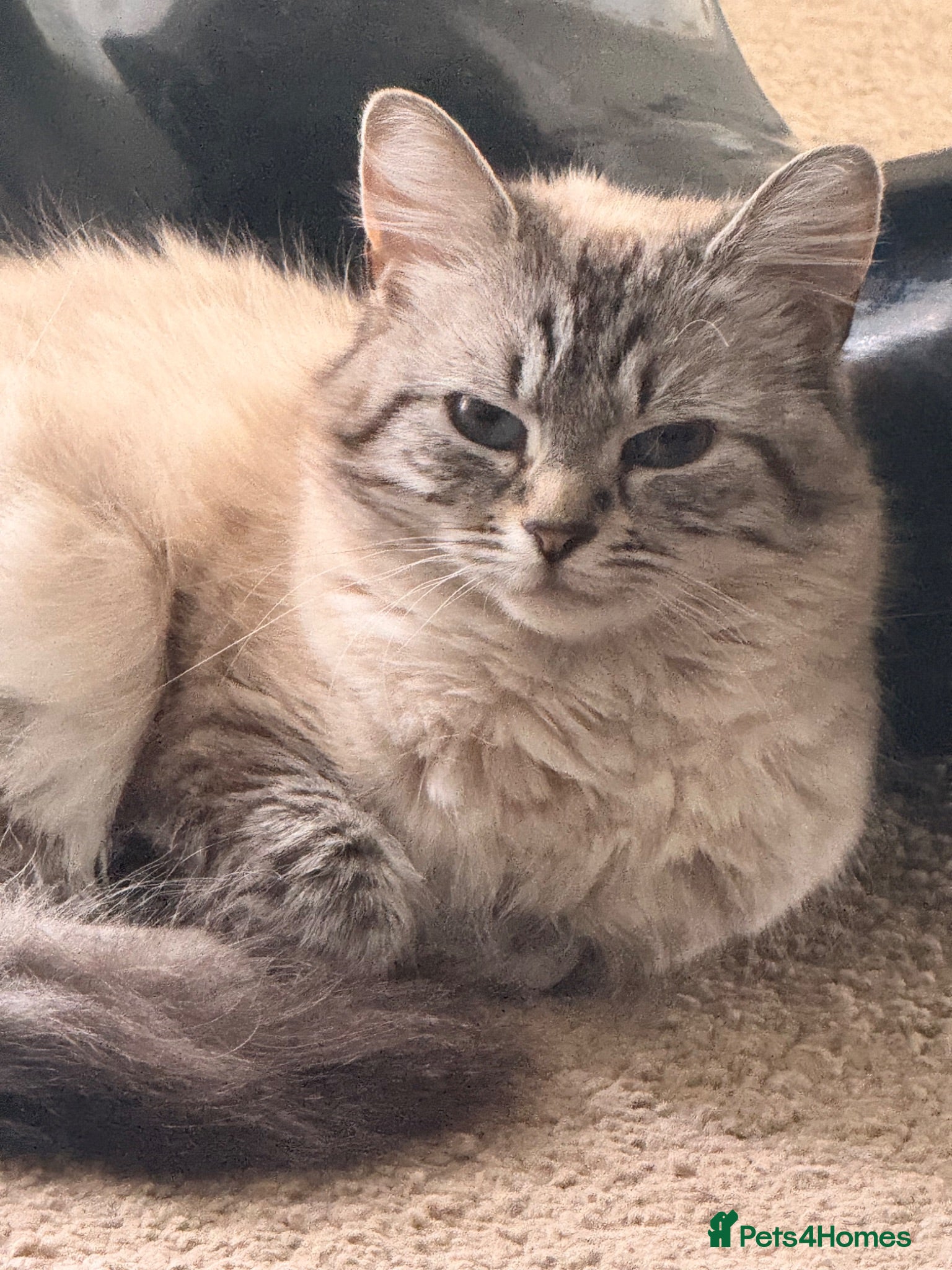 Siberian cats Lovely 3 Year Old Purebred Siberian Cat For Sale - Advert 3