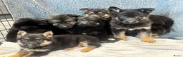 German Shepherd dogs for sale: German shepherd pups  - Advert 2