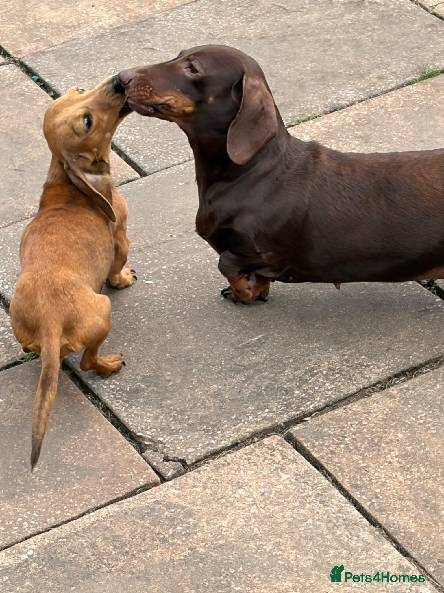 Miniature Dachshund dogs Miniature dachshund red dapple  - Advert 2