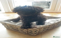 Maltipoo dogs for sale: Adorable Maltipoo puppies  - Image 3
