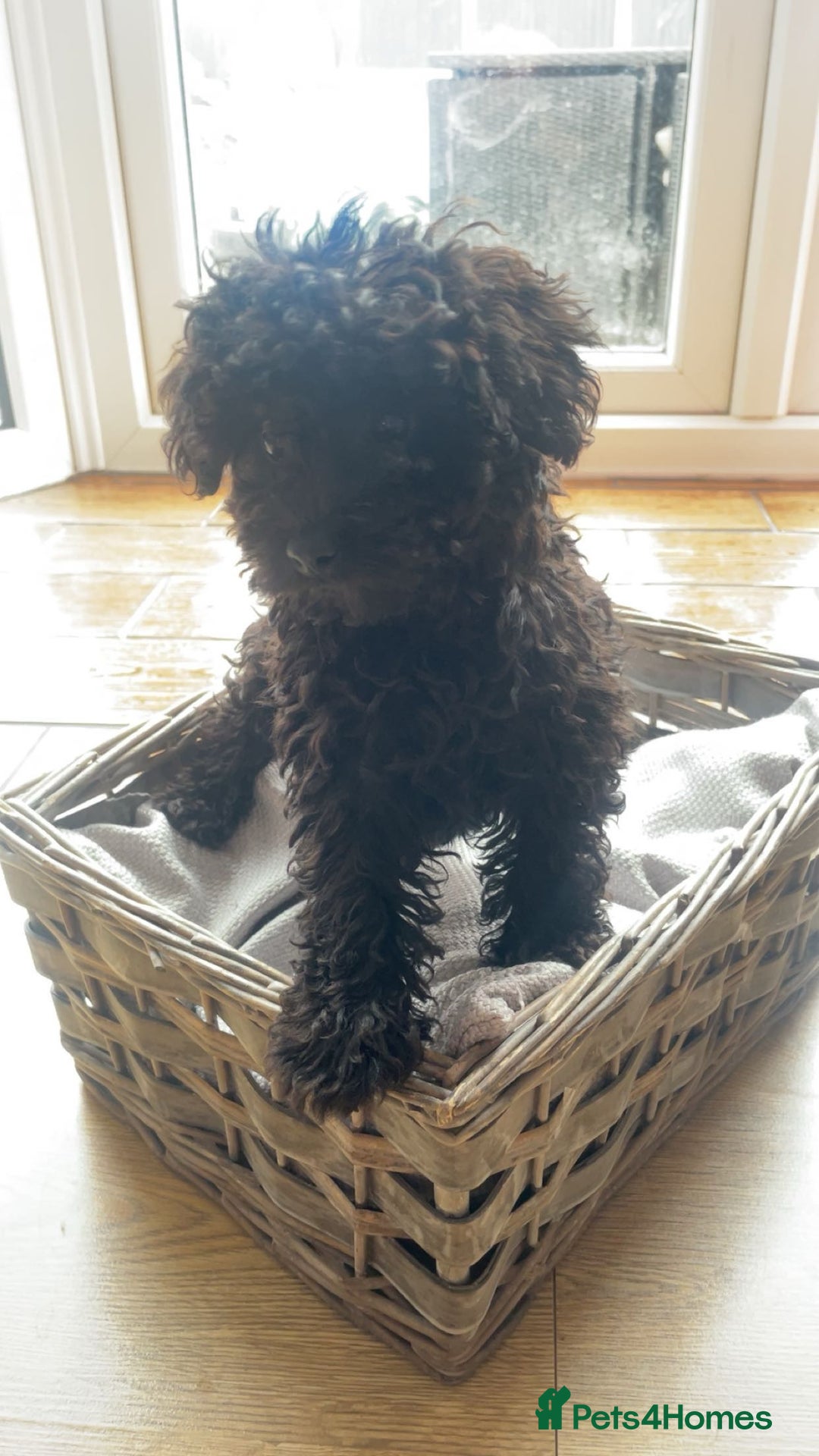 Maltipoo dogs for sale: Adorable Maltipoo puppies  - Image 3