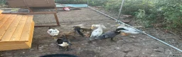 Ducks poultry for sale: Mixed Runner Duck Flock (9 Birds) - Advert 3