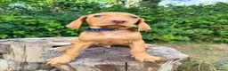 Hungarian Vizsla dogs for sale: KC Reg Hungarian Vizsla pups Hip/Elbow DNA Tested - Advert 5