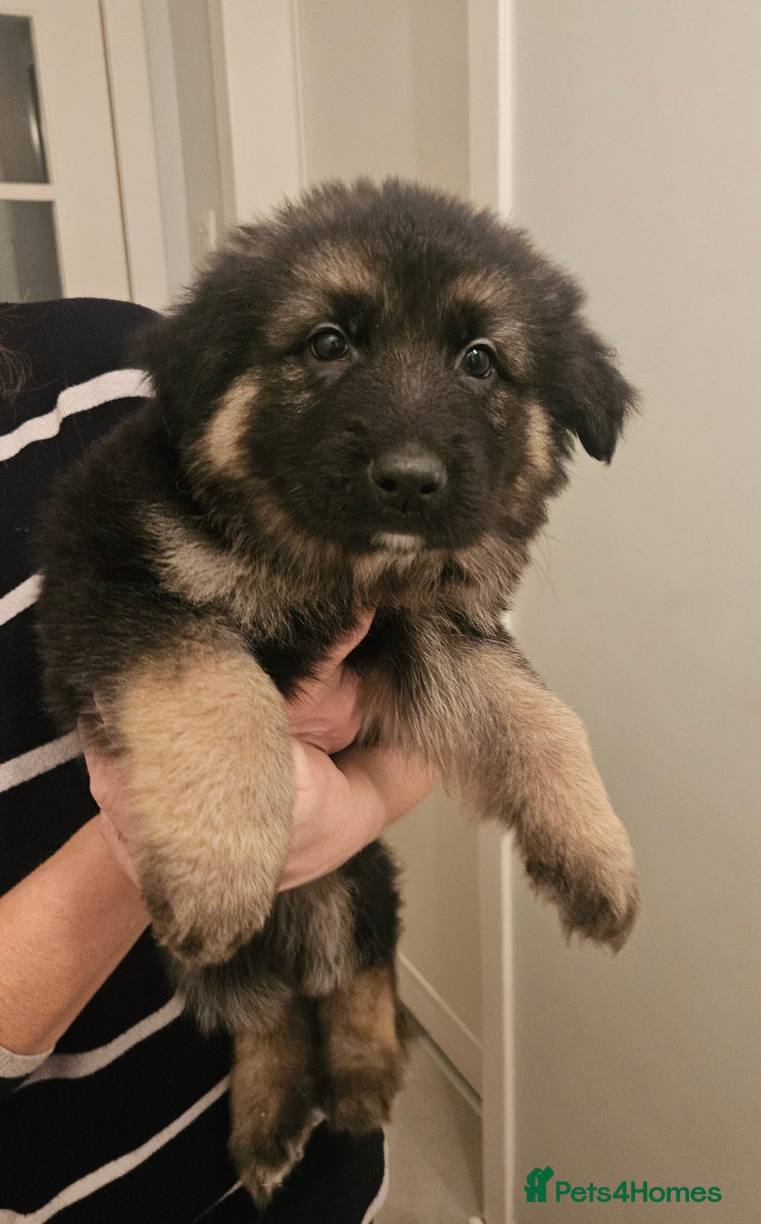 German Shepherd dogs for sale: Long haired german shepherd puppies - Advert 5