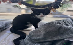 British Shorthair cats for sale: 8 month old Kitten Looking to be rehomed - Image 6