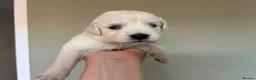 Golden Retriever dogs for sale: Health tested and KC-stunning golden retrievers  - Advert 9