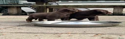 Mixed Breed dogs for sale: Mum bull mix dad European Doberman Bullderman pups in Swansea - Advert 7