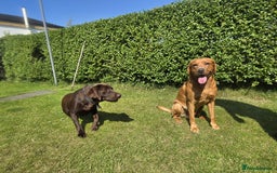 Labrador Retriever dogs for sale: Black and chocolate labrador puppies - Image 19