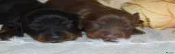Miniature Dachshund dogs for sale: KC Long Coat Miniature Dachshund Puppies - Advert 14