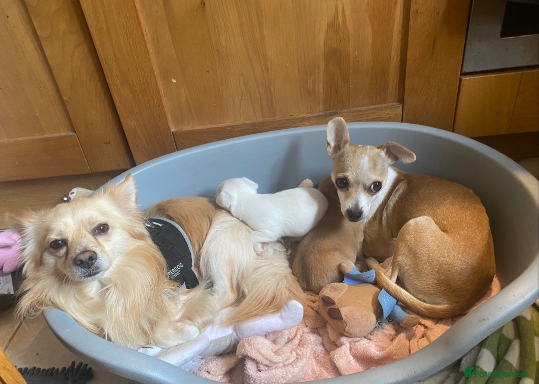 Chihuahua dogs for sale: Four beautiful chihuahua puppies 1 boy 3 girls  - Image 4