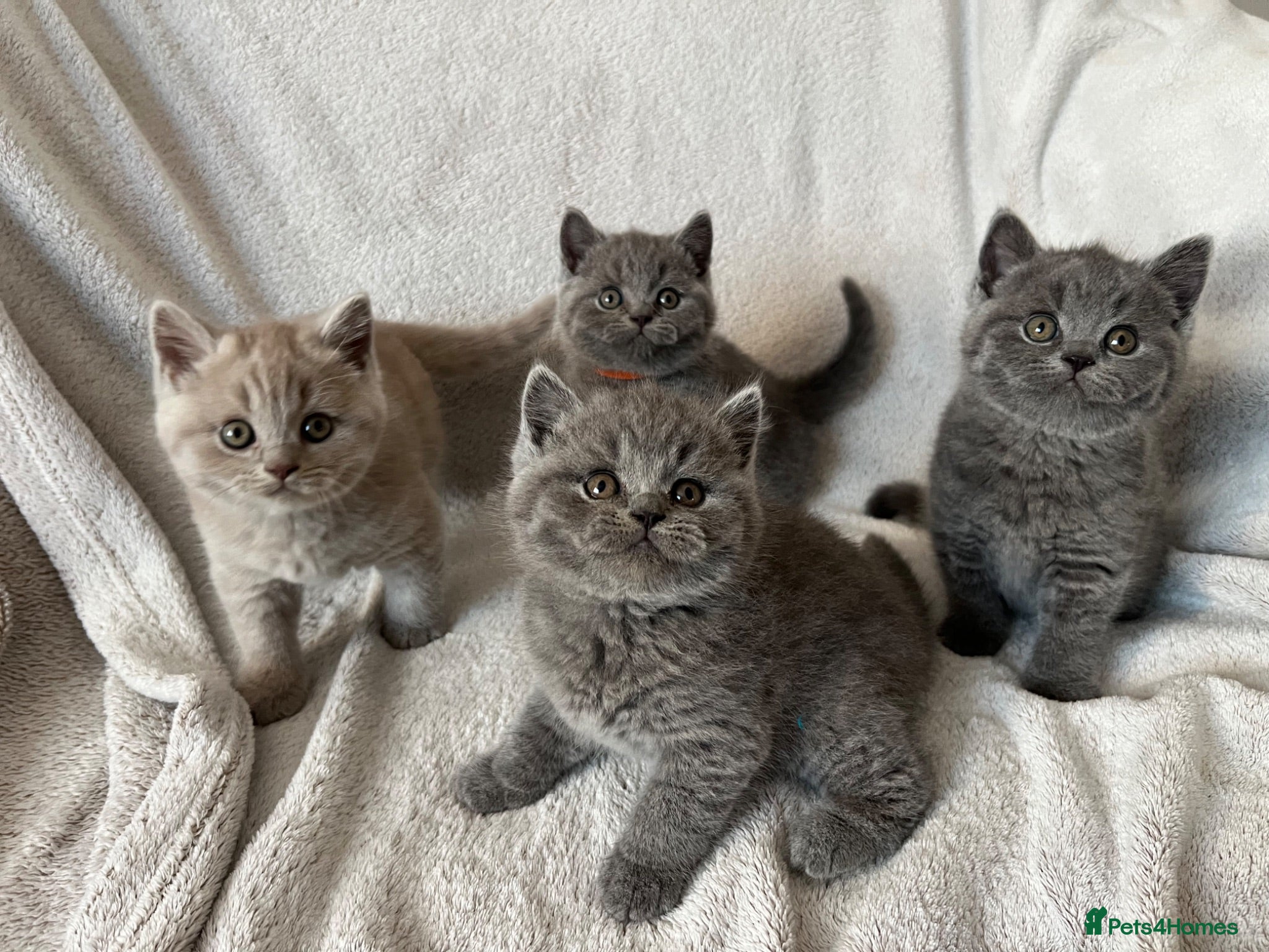 British Shorthair cats Outstanding quality British Shorthair kittens - Advert 10