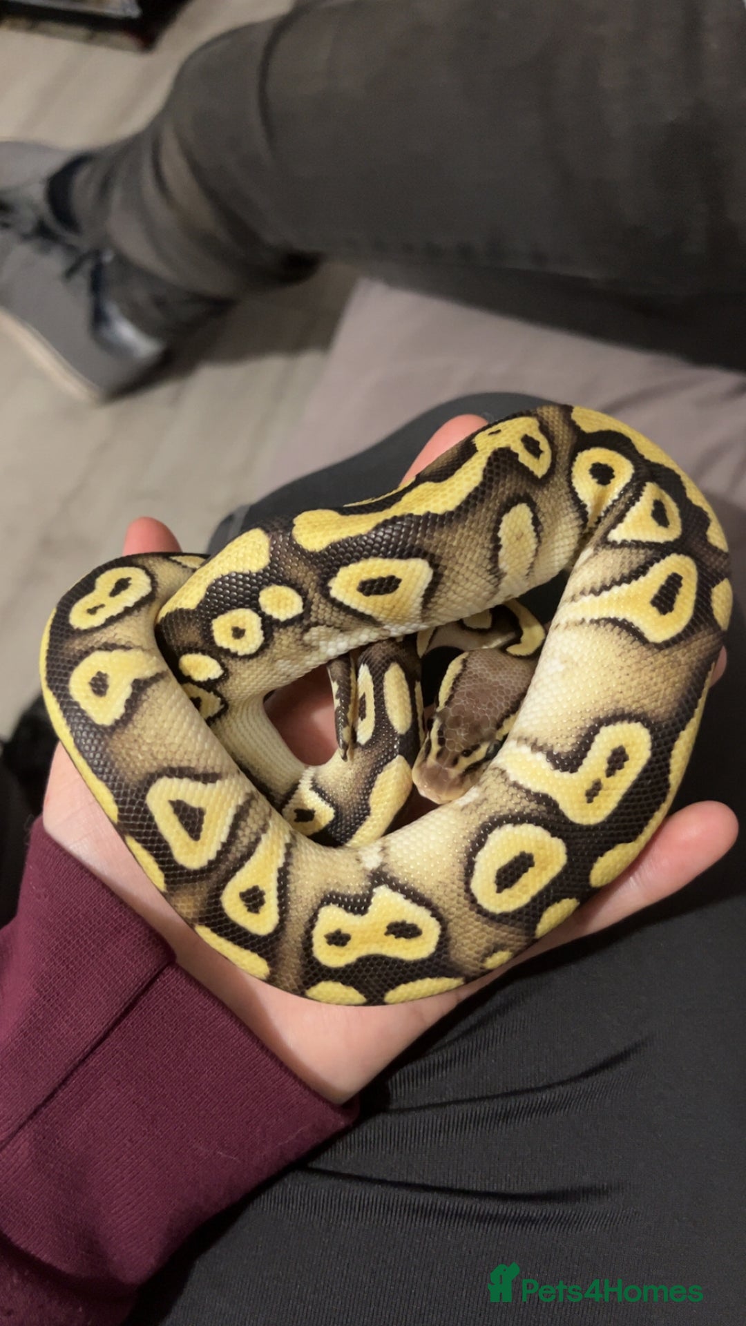 Python Snake reptiles for sale: Ball python looking for new home  - Advert 2