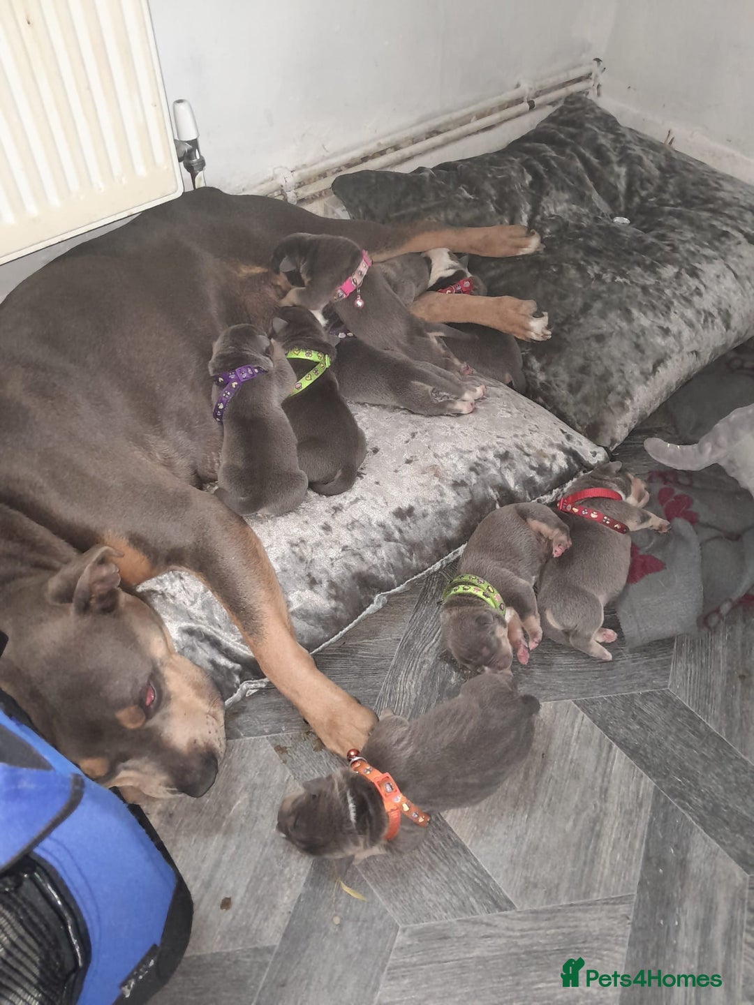Staffordshire Bull Terrier dogs for sale: Blue tri Staffordshire bull terrier pups for sale  - Image 15