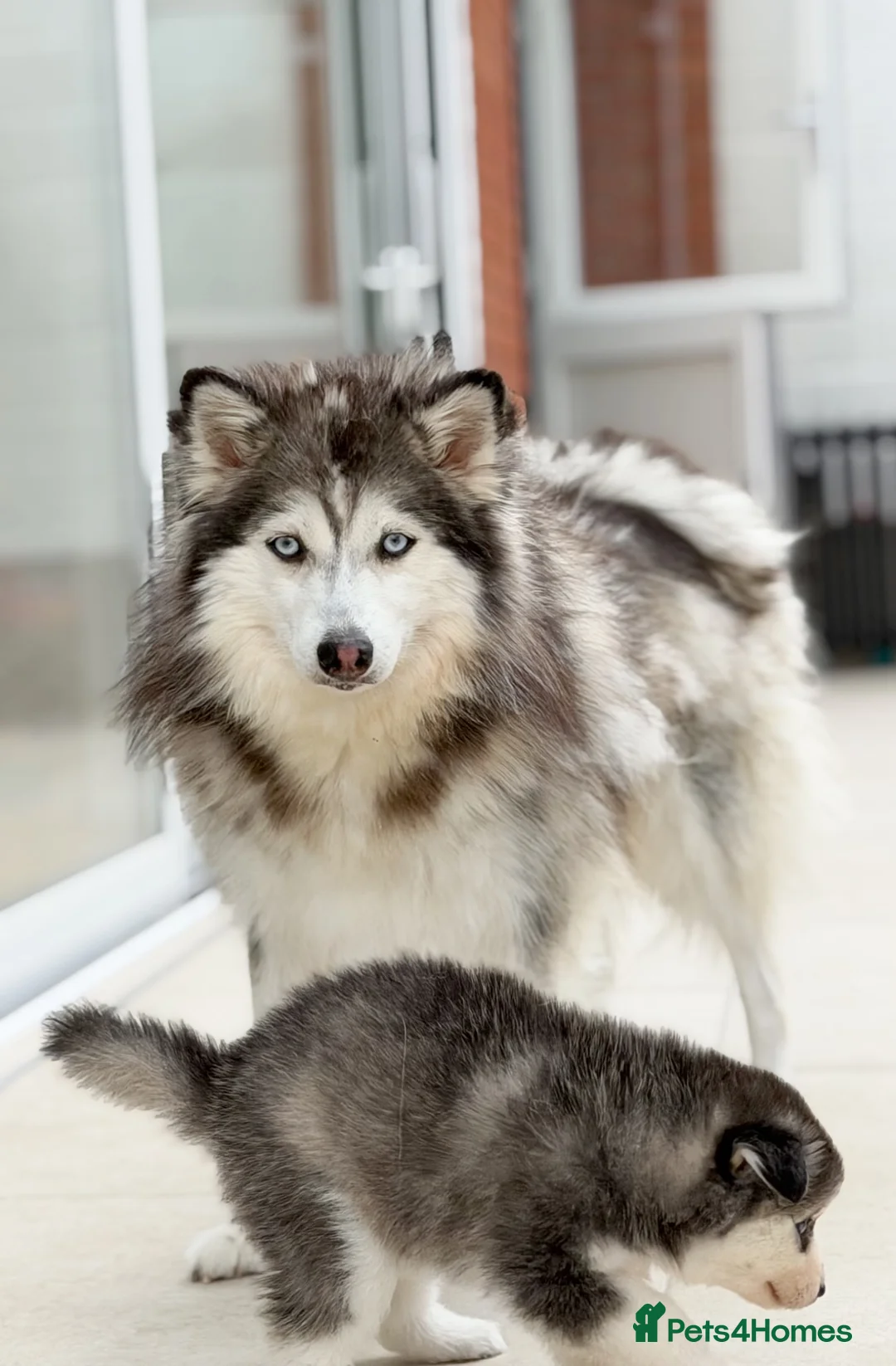 Pomsky dogs for sale: Stunning Blue Eyed Pomskies in London - ready  - Advert 17