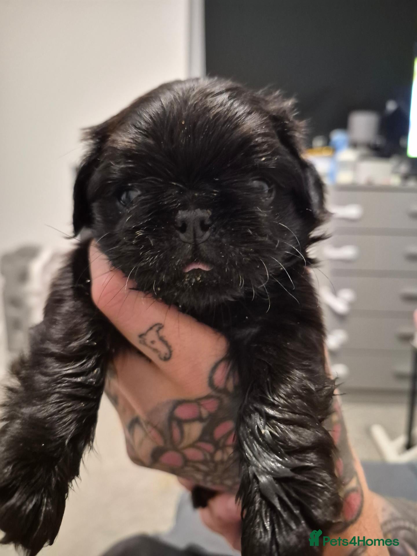 Pug dogs Long haired Pug puppies - Advert 19
