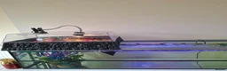 Turtle reptiles for sale: Reeves turtle with full set up - Advert 9