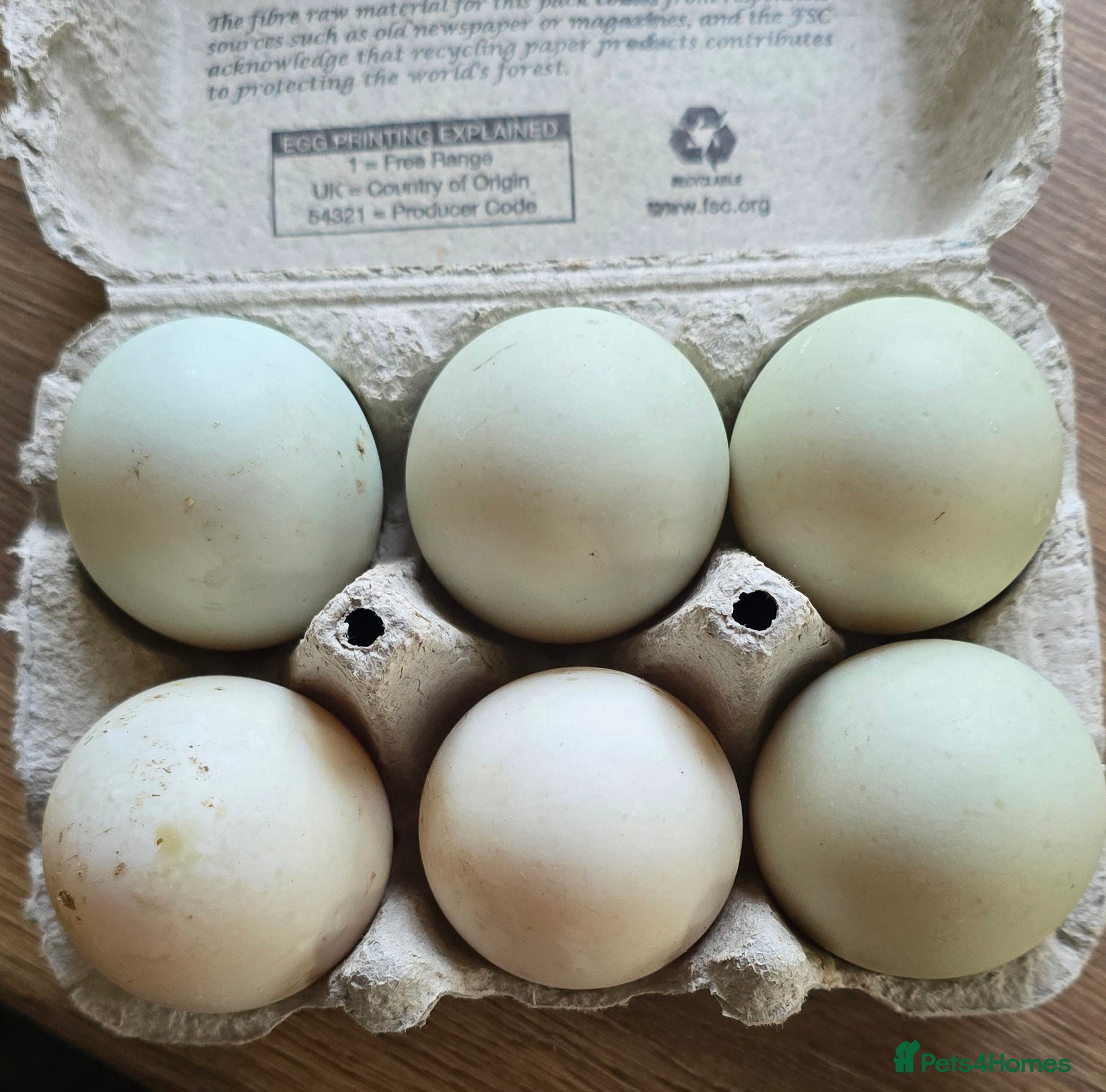 Ducks poultry 6X runner duck hatching eggs - Advert 1