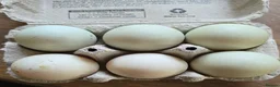 Ducks poultry for sale: 6X runner duck hatching eggs - Advert 1