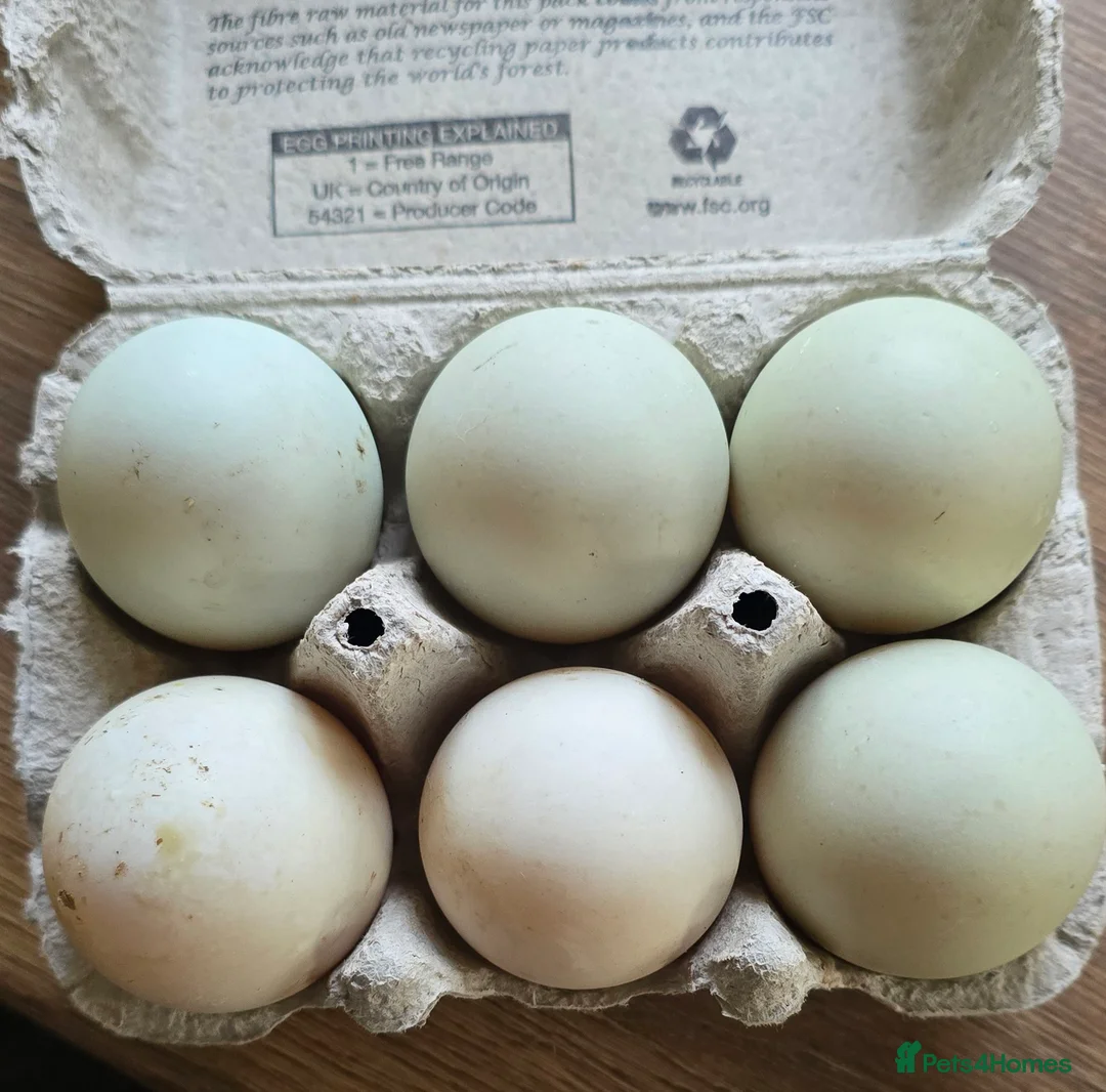 Ducks poultry for sale: 6X runner duck hatching eggs - Advert 1