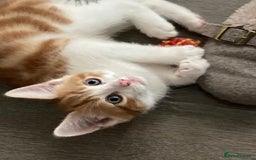 Mixed Breed cats for sale: 1 Gorgeous little boy left  - Image 1