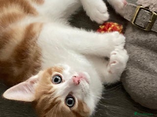 Mixed Breed cats - Advert 23