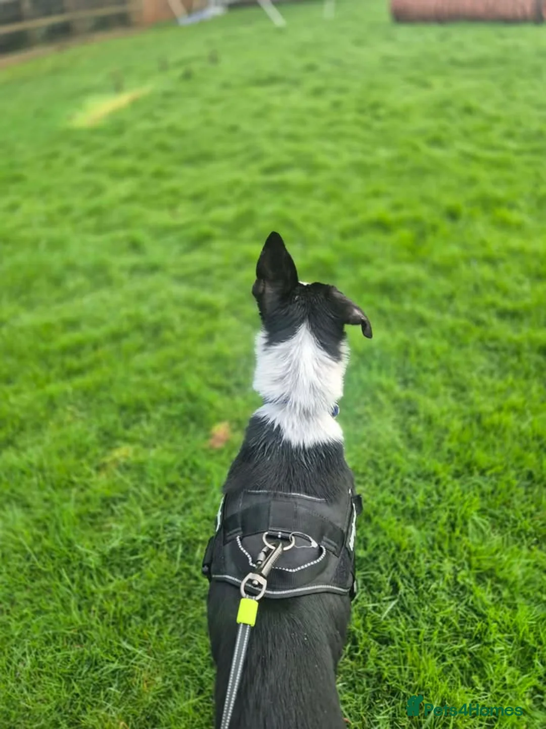 Border Collie dogs for adoption: MUSTANG - Young male Collie - Advert 6