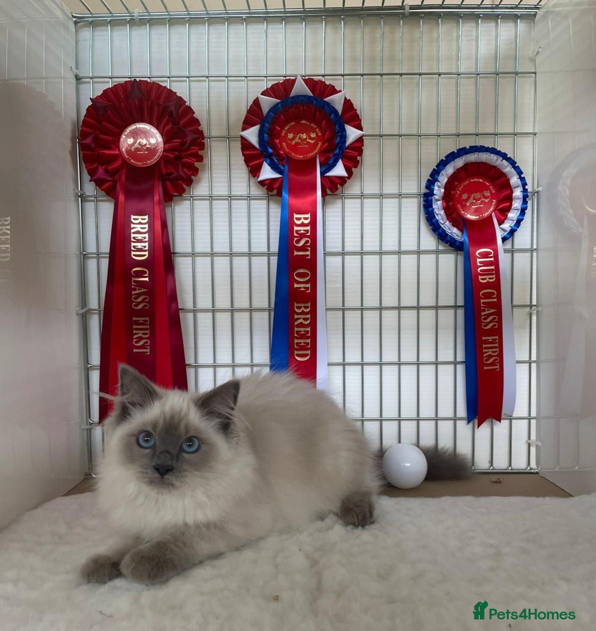 Ragdoll cats GCCF Registered Active Male - Advert 1