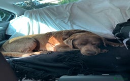 Labrador Retriever dogs for stud: Beautiful Chocolate Lab for Stud - Image 7