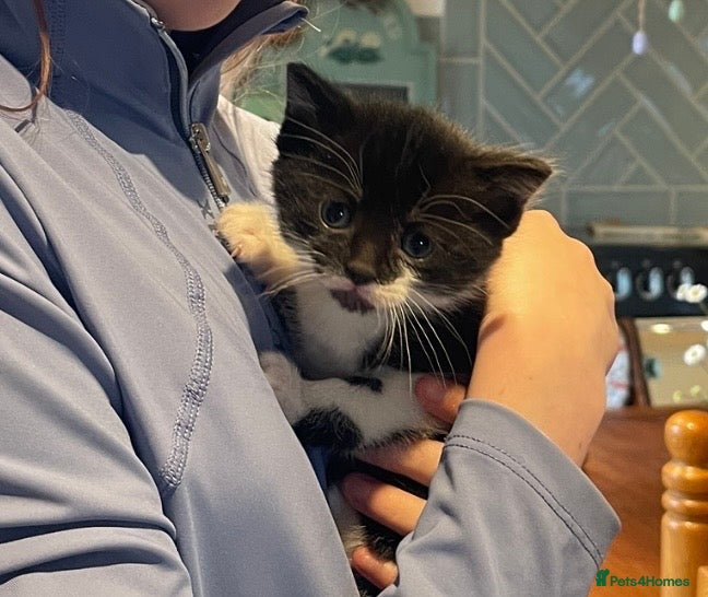 Domestic Shorthair cats Black & white kittens - Advert 15