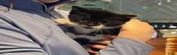 Domestic Shorthair cats for sale: Black & white kittens - Advert 1