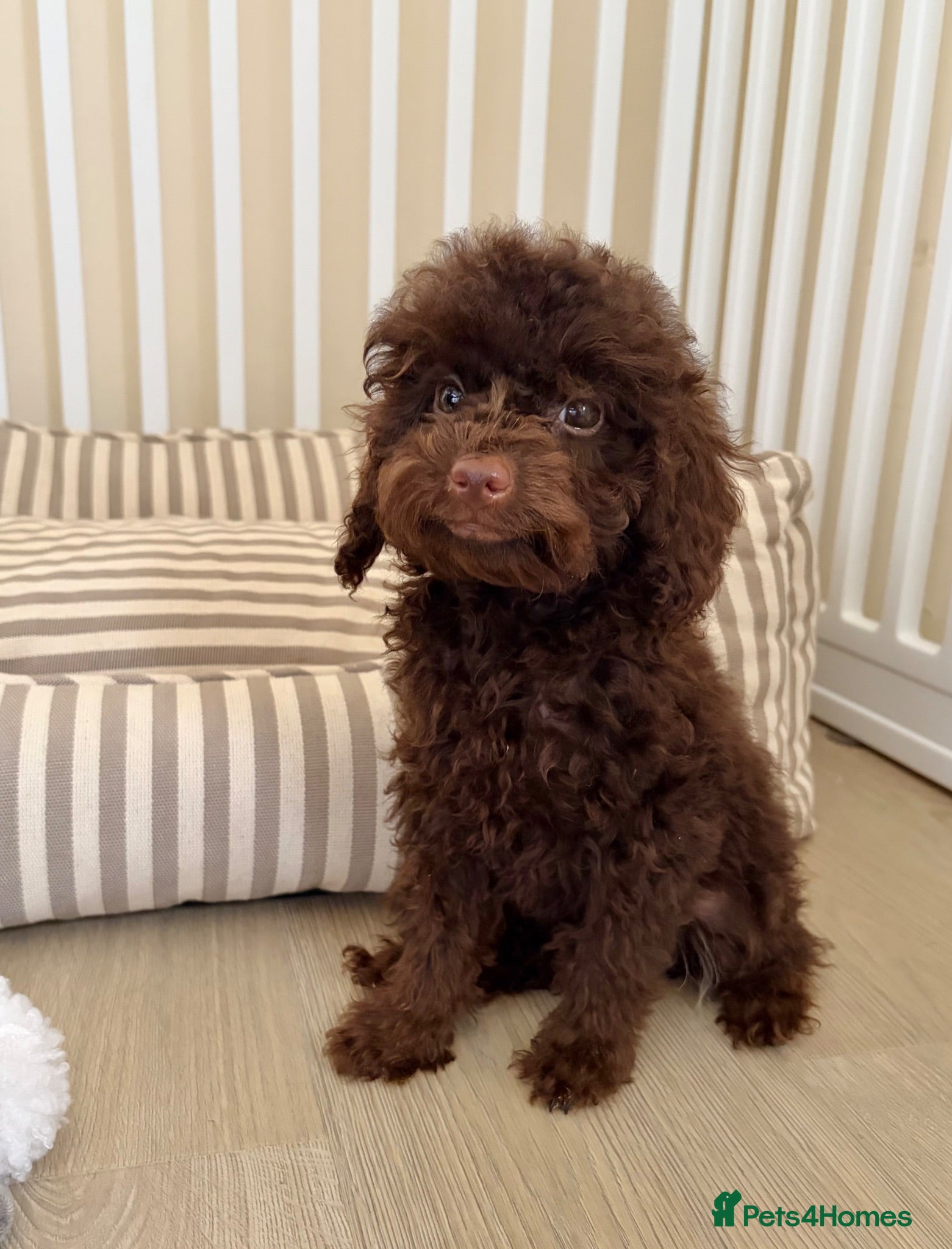 Cockapoo dogs Health tested cockapoo puppies  - Advert 1
