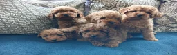 Cavapoo dogs for sale: Cavapoo puppies for sale in Ashby-de-la-Zouch - Advert 8