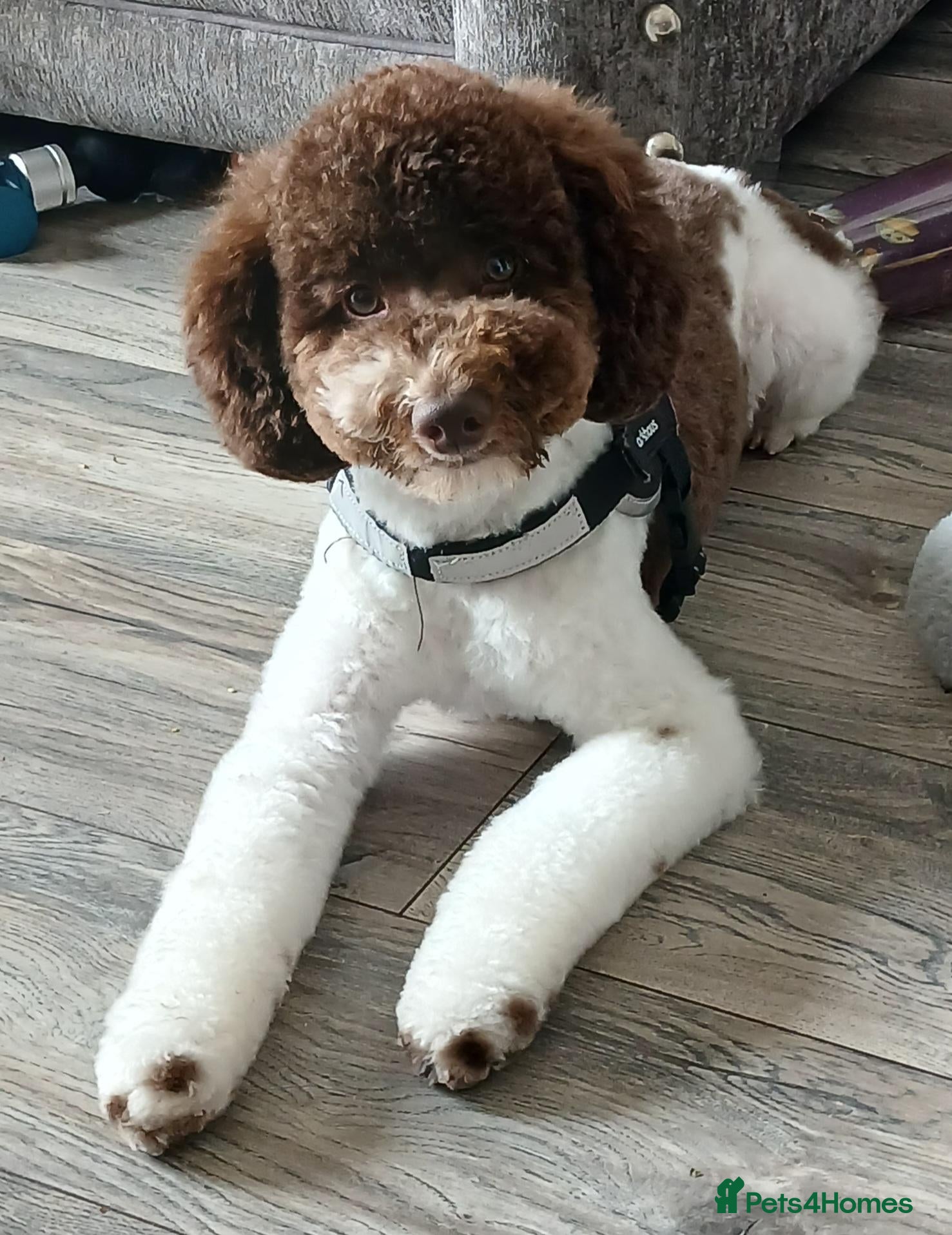 Toy Poodle dogs for stud: 🐩Health Tested, Parti Toy Poodle *STUD*🐩 - Advert 12