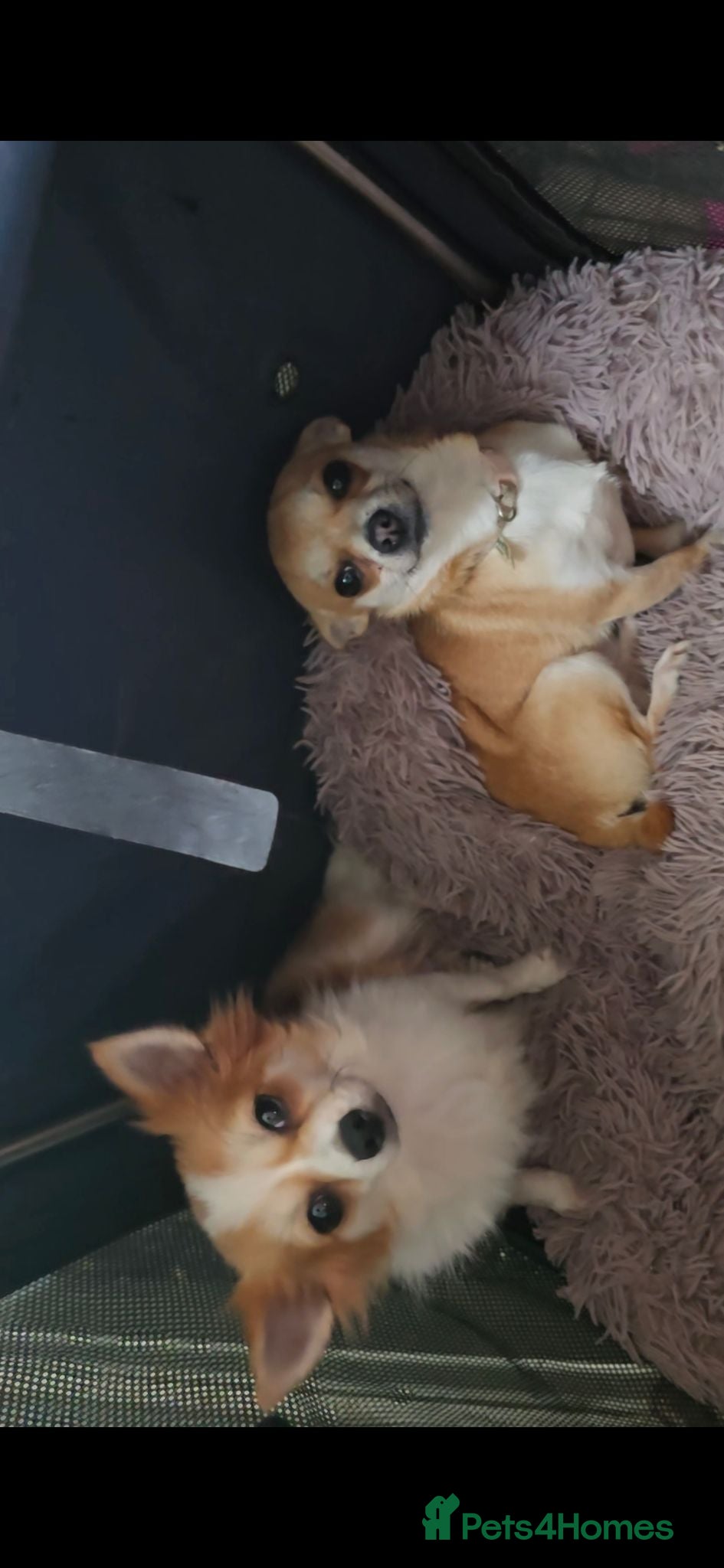 Pomchi dogs Pamchi puppys family pets  - Advert 6