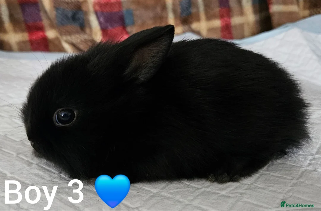 Mixed Breed rabbits for sale: Beautiful netherland dwarf x single mane lionhead  - Advert 10