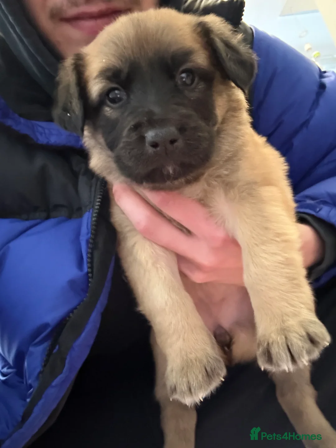 Mixed Breed dogs for sale: 10 puppy’s 6 boys 4 girls ready to leave  - Advert 1