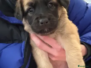 Mixed Breed dogs 10 puppy’s 6 boys 4 girls ready to leave - Advert 18