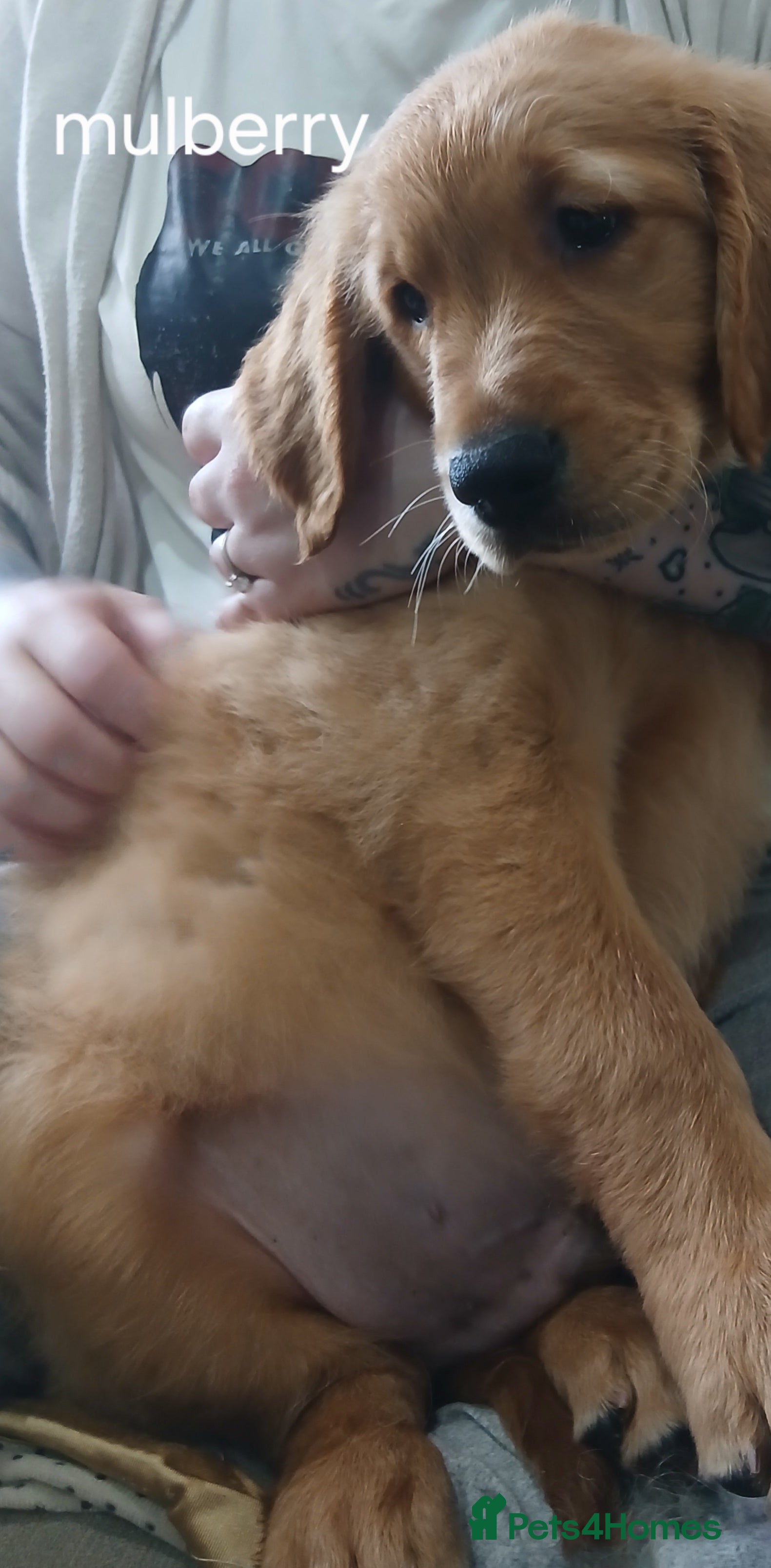 Golden Retriever dogs Ready to leave Chunky KC golden retriever  - Advert 11