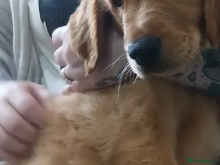 Golden Retriever dogs Ready to leave Chunky KC golden retriever - Advert 11