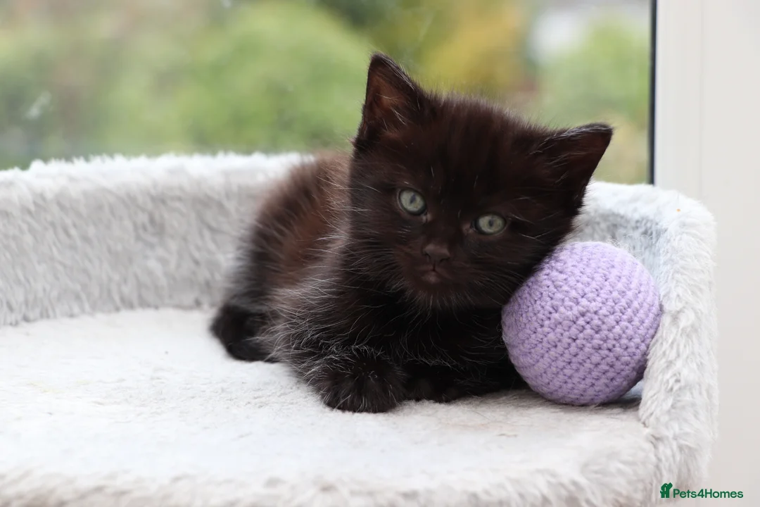 Domestic Shorthair cats for sale: Beautiful Kittens Ready SOON - Advert 13