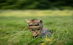 Bengal cats for stud: Proven Bengal stud TICA and GCCF registered  in Ipswich - Image 7