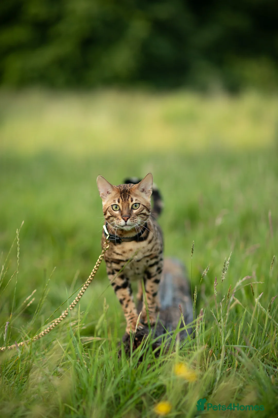 Bengal cats for stud: Proven Bengal stud TICA and GCCF registered  in Ipswich - Advert 2