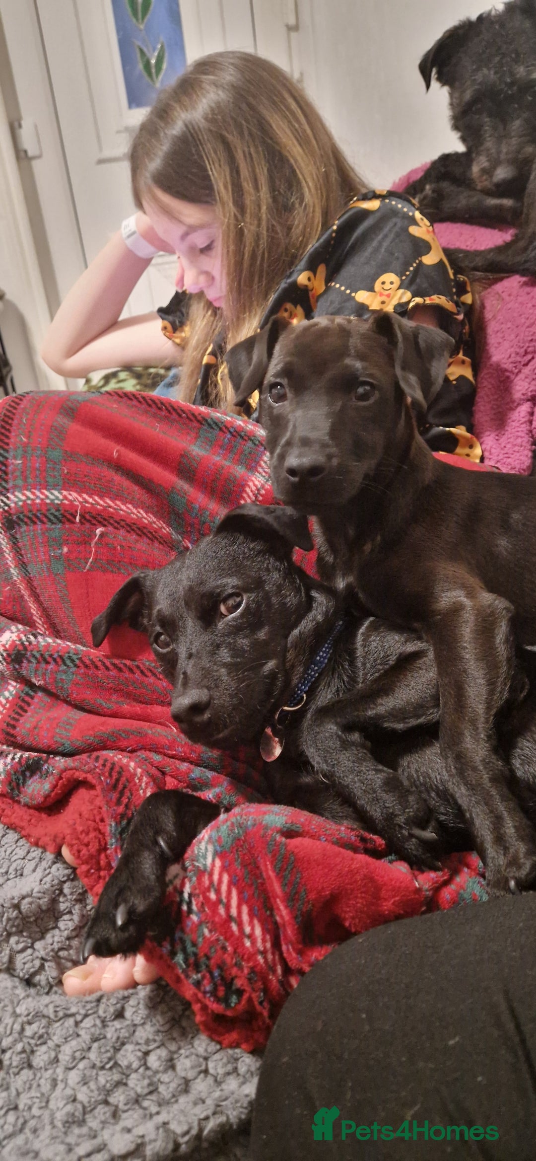 Patterdale Terrier dogs for sale: 1 year old Male Patterdale - Image 25