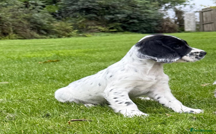 English Springer Spaniel dogs - Advert 17